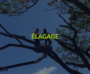Élagage — Entreprise PIERRE F